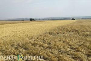 В Пензенской области собрали 743,1 тыс. тонн зерновых