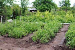 Цветы и овощи: кому из знаков Зодиака удастся удачно провести время на даче