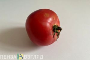 Томаты будут ровными и гладкими, если следовать трем советам