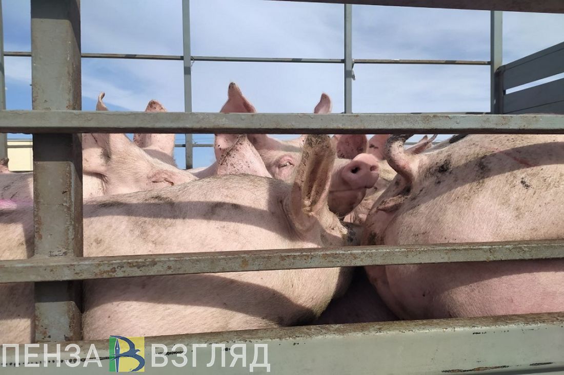 Хозяйствами Пензенской области получено больше мяса и яйца, а производство молока сократилось