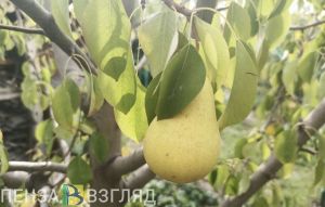 Плохо выглядят и непригодны в пищу: озвучено, как сберечь груши