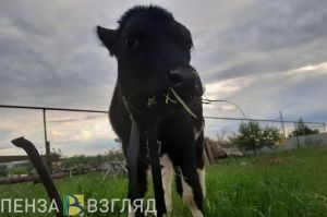 В Пензенской области с карантина сняли более 700 коров из Венгрии