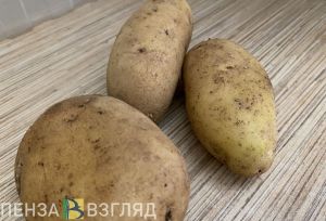 «Отличный урожай»: когда стоит копать картошку