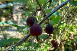 Нервная система и иммунитет: названа всего одна ягода для их укрепления