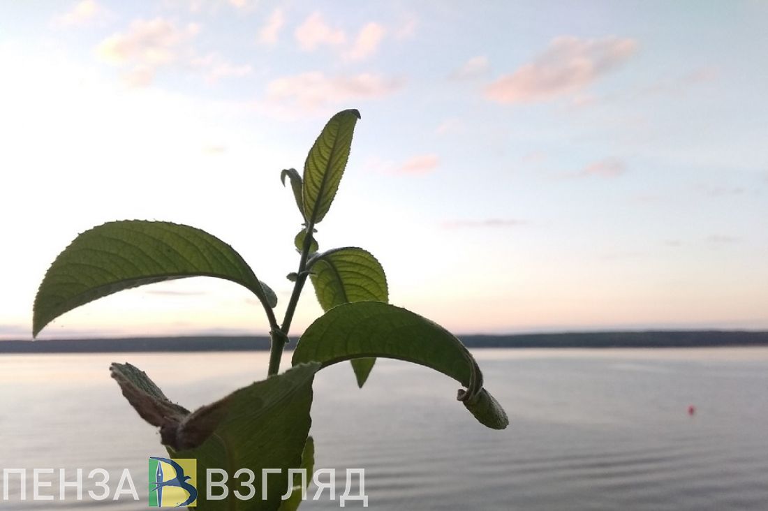 Жаркая погода, смертельное ДТП и археологическая экспедиция - новости Пензы за 23 августа