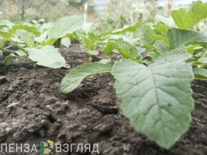 «Лучший вариант»: способы обработки почвы после сбора урожая