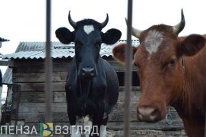 В Пензенской области выявлен еще один очаг бешенства