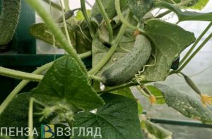 Переросшие огурцы - на свалку или пустить в дело? Опубликован вариант решения