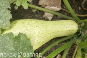 Куда деть кабачки - опубликован простой и нужный ответ