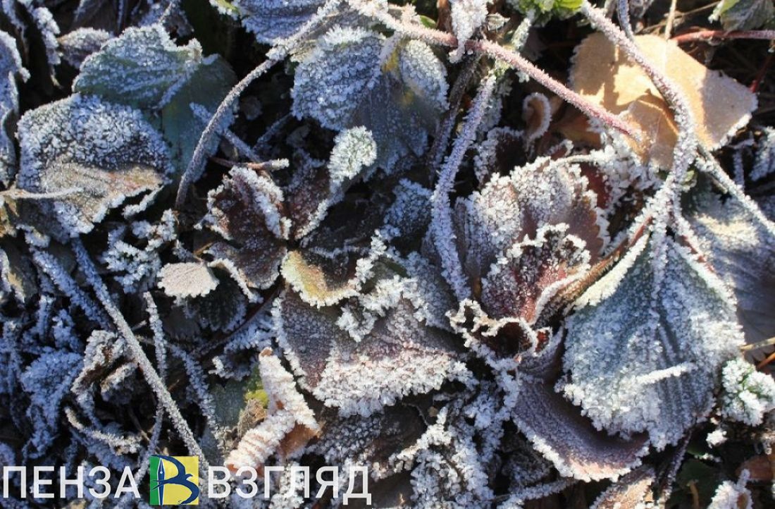Заморозки, убийство мужчины, наезд мусоровоза на детей и пропавшая пензячка - новости Пензы за 2 сентября