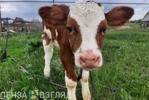 Пенза оказалась в лидерах по производству скота и птицы на убой
