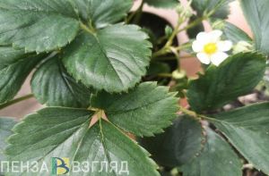 Стали известны самые эффективные способы посадки клубники осенью