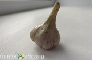 Назван один способ, чтобы чеснок вырос хорошим