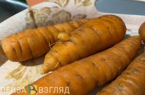 Названо самое подходящее время для сбора моркови