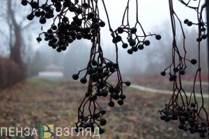 Ожидается туман. Жителей Пензенской области предупредили об ухудшении погодных условий