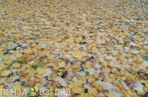 Названо натуральное и органическое удобрение, которое можно заготовить осенью