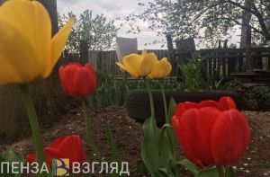 «Ранней весной расцветут»: назван лучший месяц для посадки тюльпанов