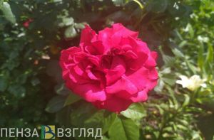 Названы четыре удобрения для роз, которые лучше всего использовать осенью