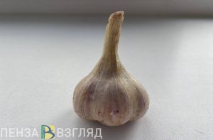 «Головки большие и здоровые»: названо средство для посадки чеснока