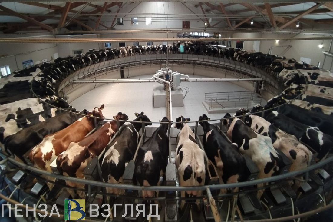 С января по август пензенские аграрии произвели продукцию более чем на 109 миллиардов рублей