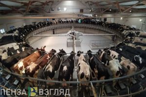 С января по август пензенские аграрии произвели продукцию более чем на 109 миллиардов рублей