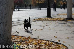 Пензенцам рассказали о приютах, где можно оставить животных на время мобилизации владельцев