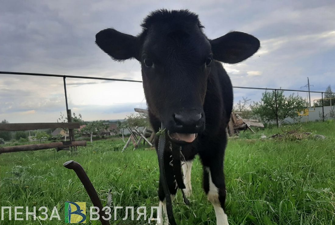 В Кузнецкий район доставили более 600 голштинских коров из Германии