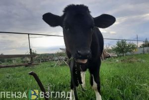 В Кузнецкий район доставили более 600 голштинских коров из Германии