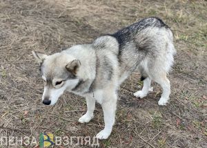 Пензенцы жалуются на стаю агрессивных собак в Заводском районе