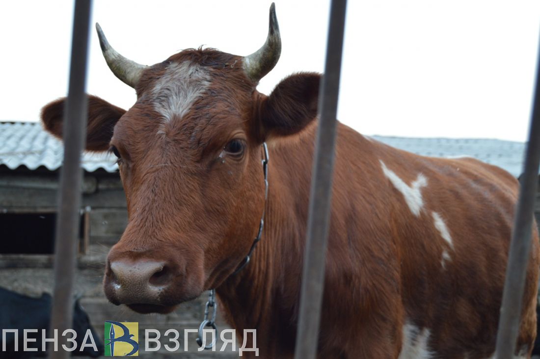 Пензенская область – лидер в ПФО по продуктивности коров молочного стада