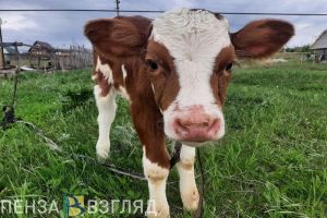 Производство мяса за год в Пензенской области увеличилось, а молока - снизилось