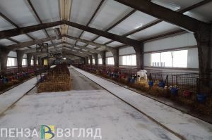 В Пензенской области активизируют работу по развитию молочного животноводства