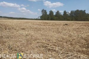 Пензенские собственники земель смогут бесплатно получать информацию об участках из госреестра