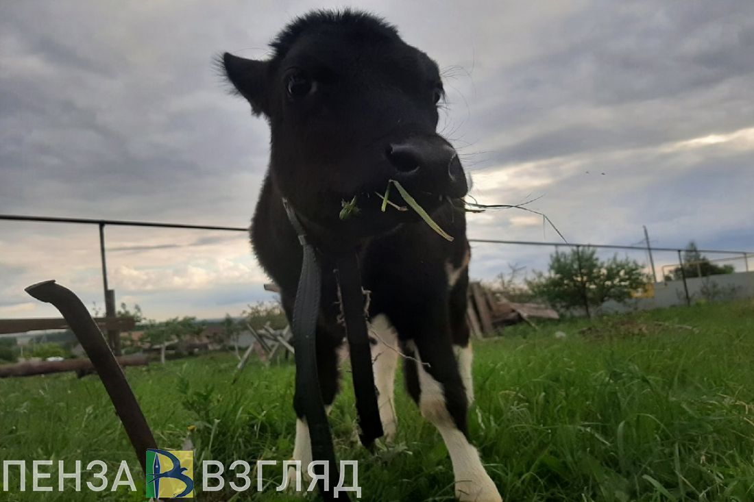 В 2022 году пензенские ИП и фермеры произвели сельхозпродукцию на 20,4 млрд рублей