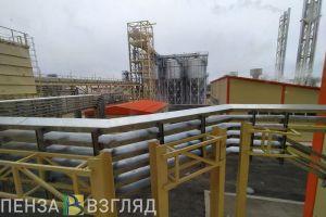 Поставлен абсолютный рекорд Пензенской области в одной из отраслей сельского хозяйства