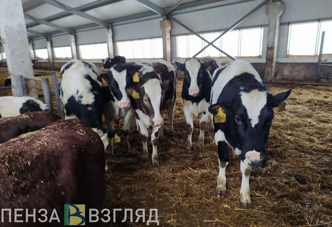 В Пензе утвердили порядок предоставления субсидий на поддержку собственного производства молока