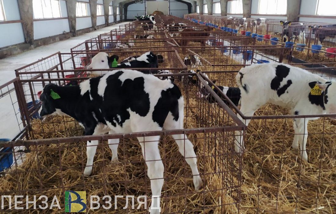 На поддержку пензенских аграриев выделят 1,6 млрд рублей