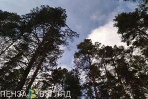 Как защититься от клещей, режим повышенной готовности и убийство мужчины - новости Пензы и области за 11 марта