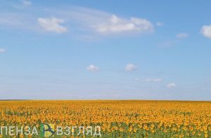 В Каменском районе может появиться завод по переработке подсолнечника