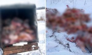 Житель Бессоновки устроил свалку из органов животных в лесу