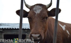 В Пензенской области увеличился надой молока на одну корову