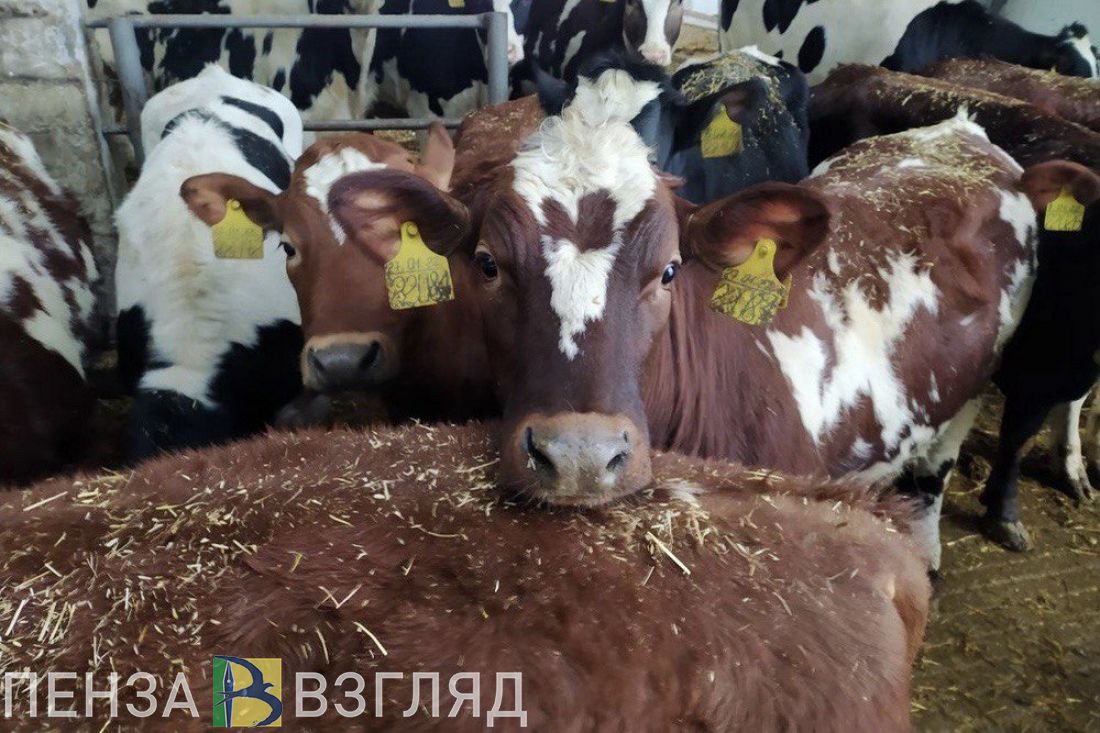 В сельскохозяйственных организациях региона на 8,4% увеличилось производство мяса