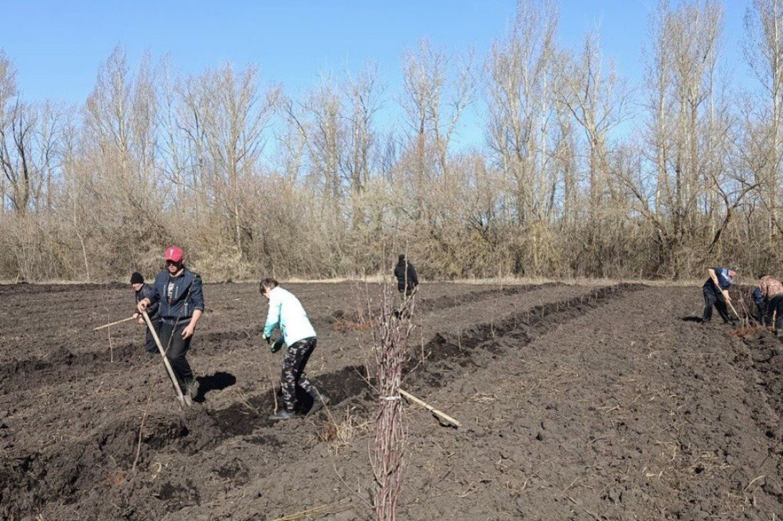 В Пензенской области аграрии начали закладку новых садов