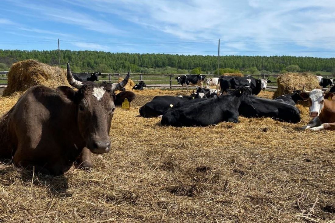 В Пензенской области выросло производство сельхозпродукции