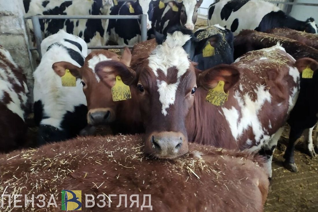 Пензенцам рассказали, какие меры поддержки предоставляются начинающим фермерам