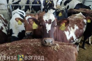 Пензенцам рассказали, какие меры поддержки предоставляются начинающим фермерам