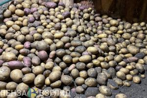 Пензастат сообщил о росте цен на ряд сельскохозяйственных продуктов