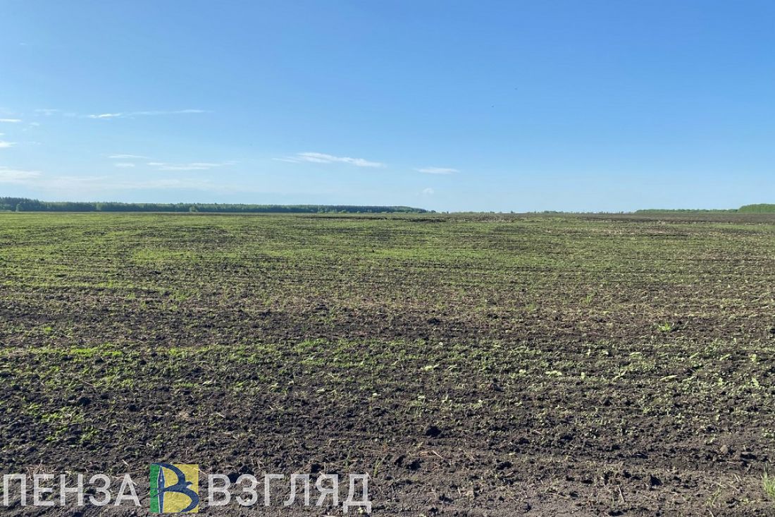 В Пензенской области перевыполнен план по севу яровых