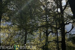 Планы по строительству аквапарка, выплаты медикам и обнаружение следов медведя – новости Пензы и области за 14 июня