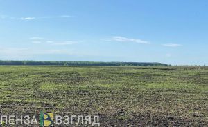 Калентьев рассказал о состоянии озимых в Пензенской области